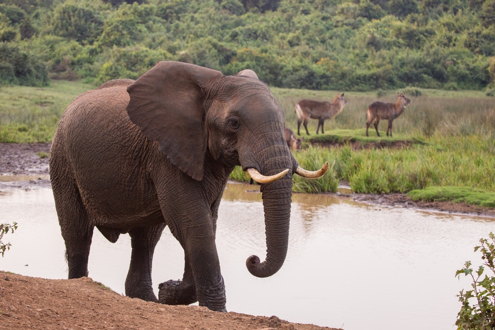 Elephants In Aberdare National Park In Kenya Africa